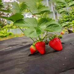 VEGMESH™ – PRIKRÝVACIA FÓLIA NA SADENIE (1x10m)